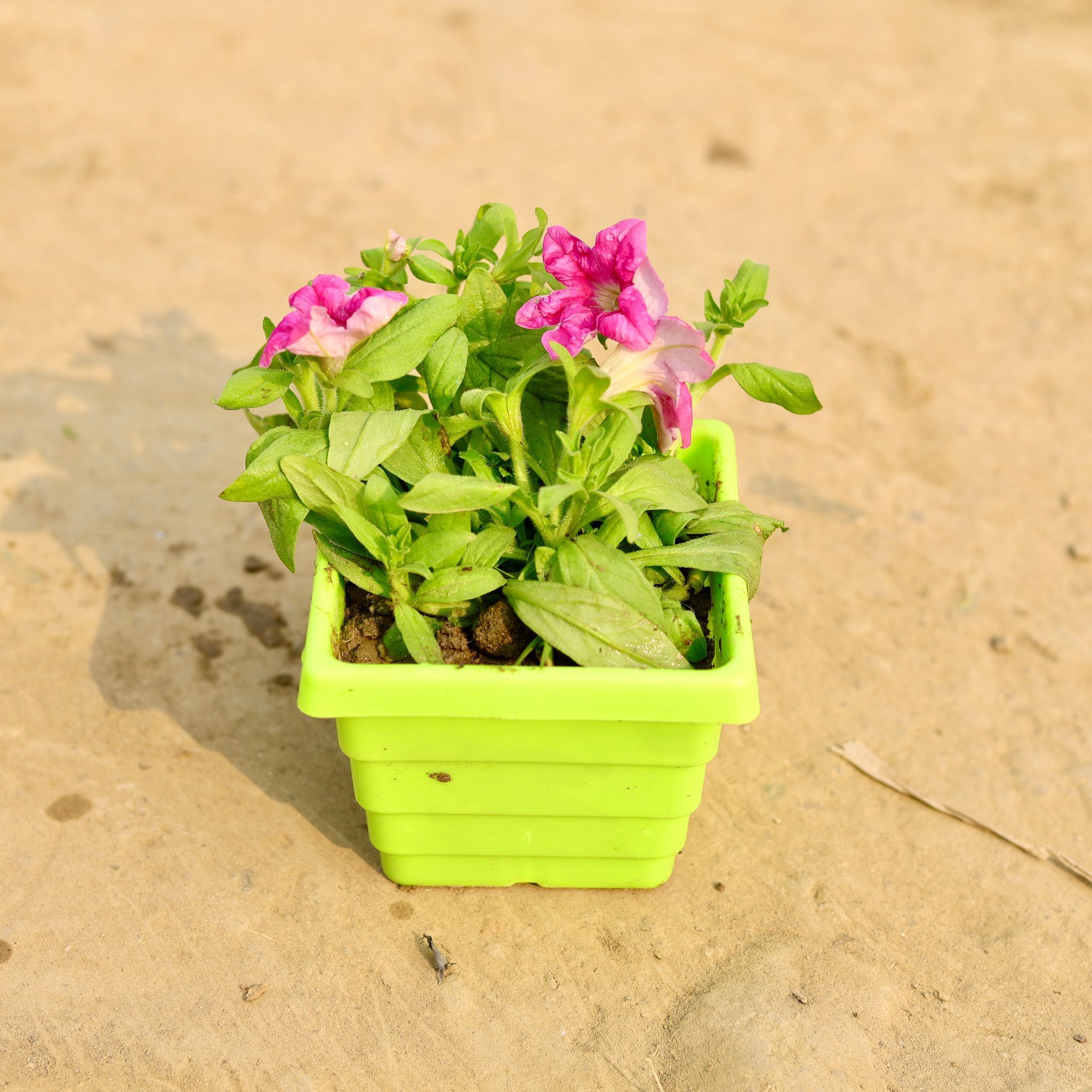 Petunia (Any Colour) in 4 Inch Green Premium Orchid Square Plastic Pot