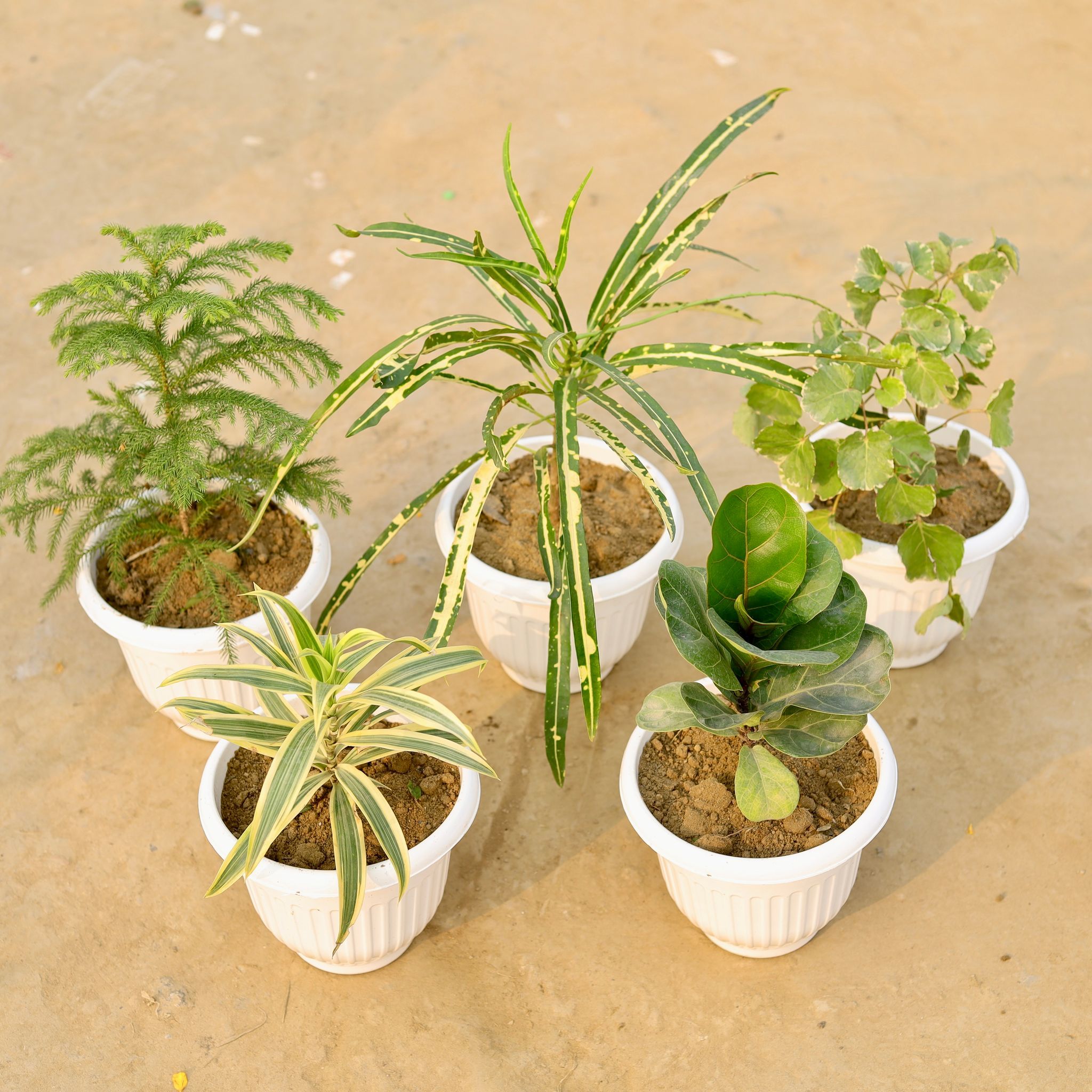 Set Of 5 - Song Of India, Araucaria, Fiddle Leaf, Chironji Croton & Aralia Green (Any Colour) in 8 Inch White Olive Plastic Pot