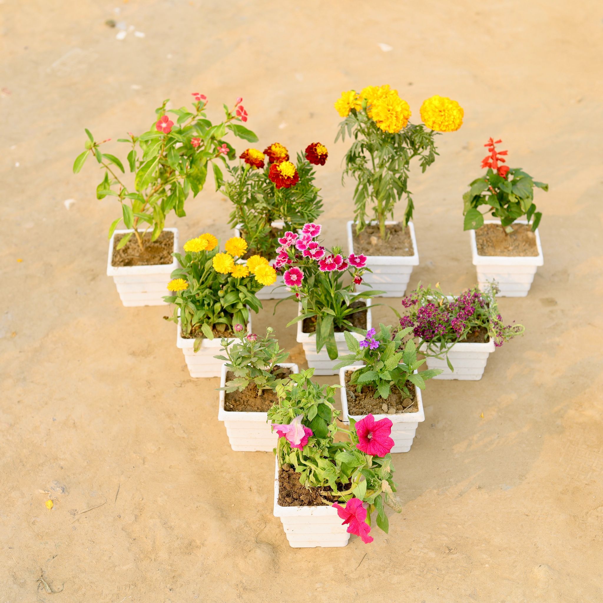 Set Of 10 - Periwinkle, Marigold, Marigold Jafri, Salvia, Caledula, Verbena, Alyssum, Gaznia & Petunia (Any Colour) in 4 Inch White Marble Premium Orchid Square Plastic Pot