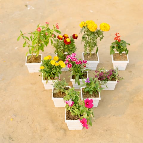 Set Of 10 - Periwinkle, Marigold, Marigold Jafri, Salvia, Caledula, Verbena, Alyssum, Gaznia & Petunia (Any Colour) in 4 Inch White Marble Premium Orchid Square Plastic Pot