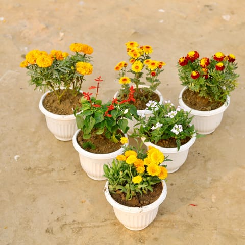 Set Of 6 - Marigold, Marigold Jafri, Salvia, Chrysanthemum,Verbena & Calendula (Any Colour) in 8 Inch White Olive Plastic Pot