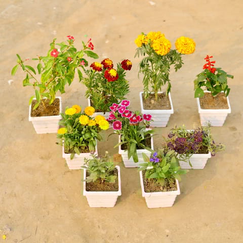 Set Of 9 - Periwinkle, Marigold, Marigold Jafri, Salvia, Calendula, Verbena,Alyssum & Chrysanthemum (Any Colour) in 4 Inch White Marble Premium Orchid Square Plastic Pot