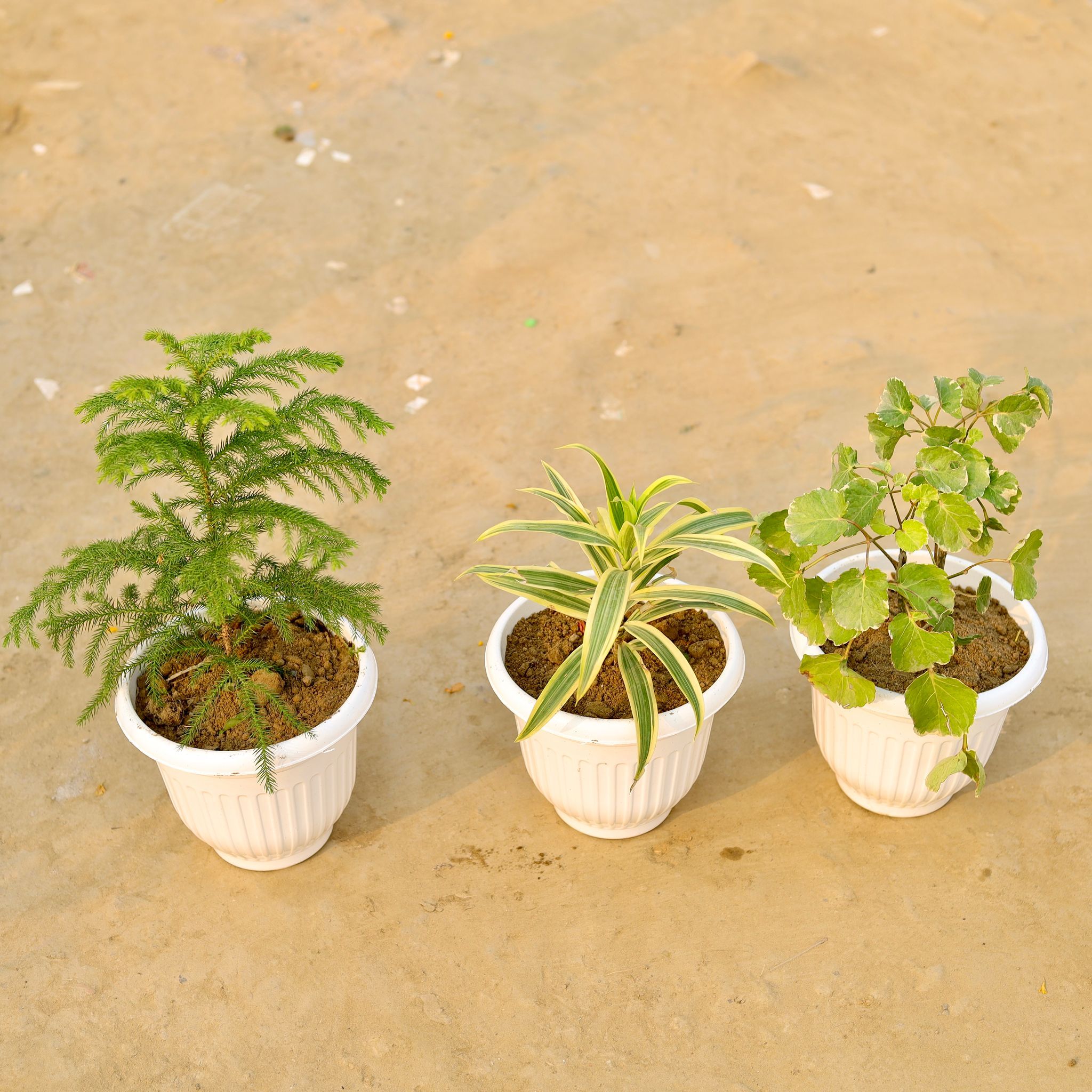 Set Of 3 - Aralia Green, Araucaria & Song Of India in 8 Inch White Olive Plastic Pot
