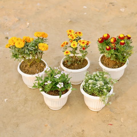 Set Of 5 - Marigold, Marigold Jafri, Verbena, Chrysanthemum & Alyssum in 8 Inch White Olive Plastic Pot