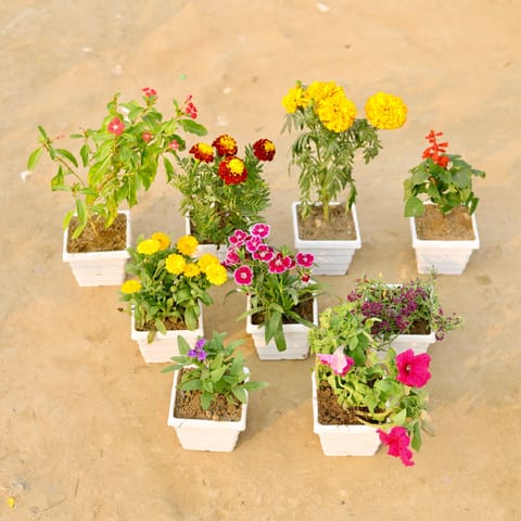 Set Of 9 - Periwinkle, Marigold, Marigold Jafri, Salvia, Calendula, Verbena, Alyssum, Gazania & Petunia (Any Colour) in 4 Inch White Marble Premium Orchid Square Plastic Pot