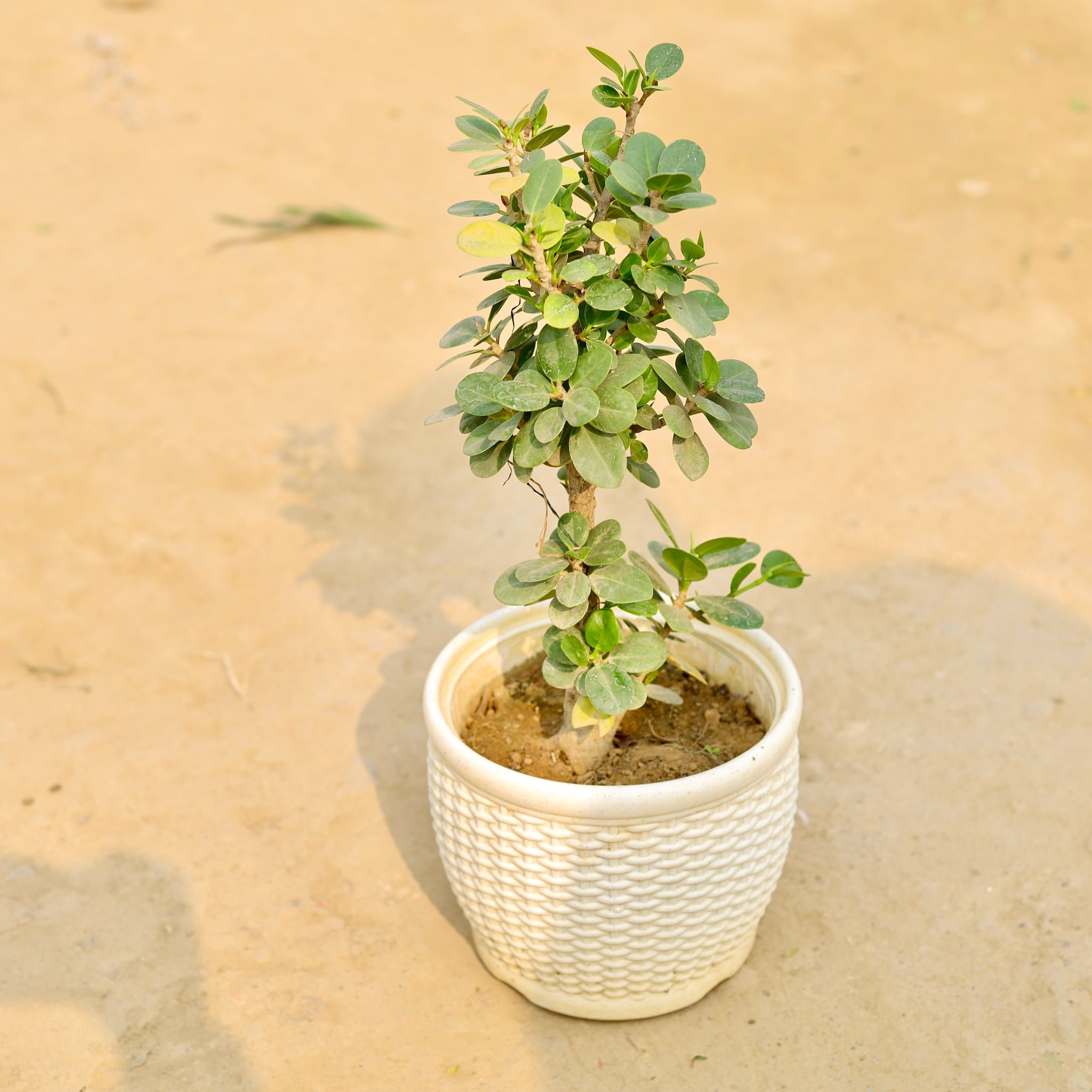 Ficus Green in 8 Inch White Marble Premium Matt Classic Plastic Pot