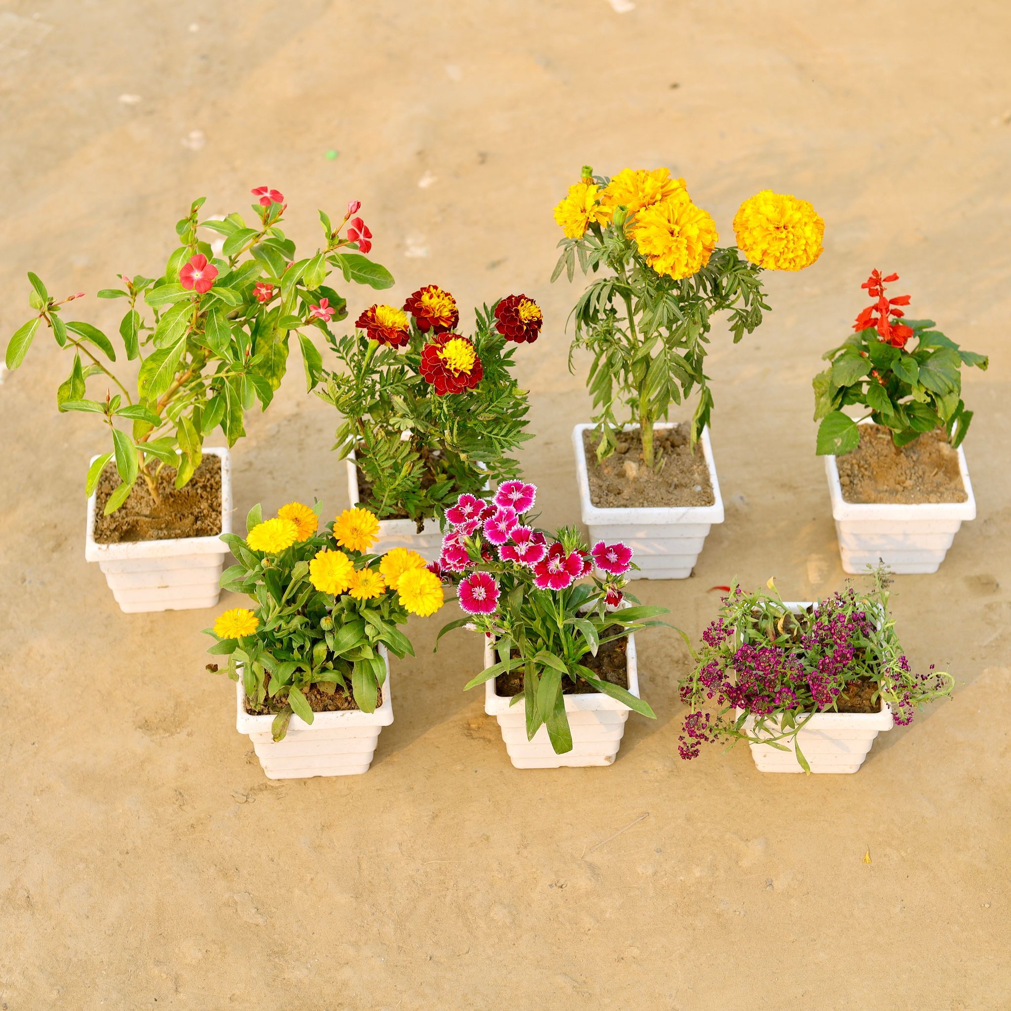Set Of 7 - Periwinkle, Marigold, Marigold Jafri, Salvia, Alyssum, Dianthus & Calendula (Any Colour) in 4 Inch White Marble Premium Orchid Square Plastic Pot