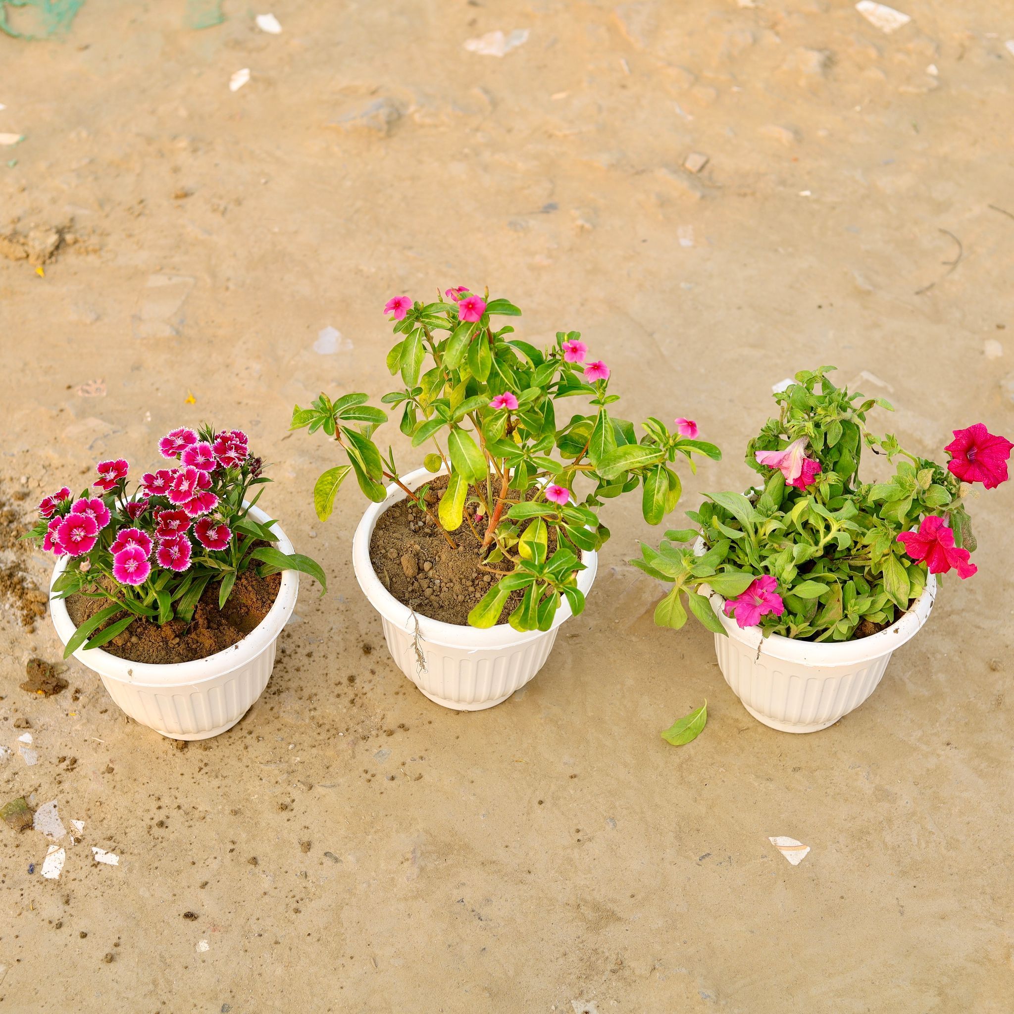 Set Of 3 - Periwinkle, Verbena & Gazania (Any Colour) in 8 Inch White Olive Plastic Pot