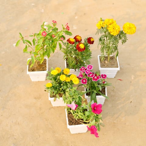 Set Of 6 - Periwinkle, Marigold Jafri, Marigold, Verbena, Petunia & Calendula (Any Colour) in 4 Inch White Marble Premium Orchid Square Plastic Pot