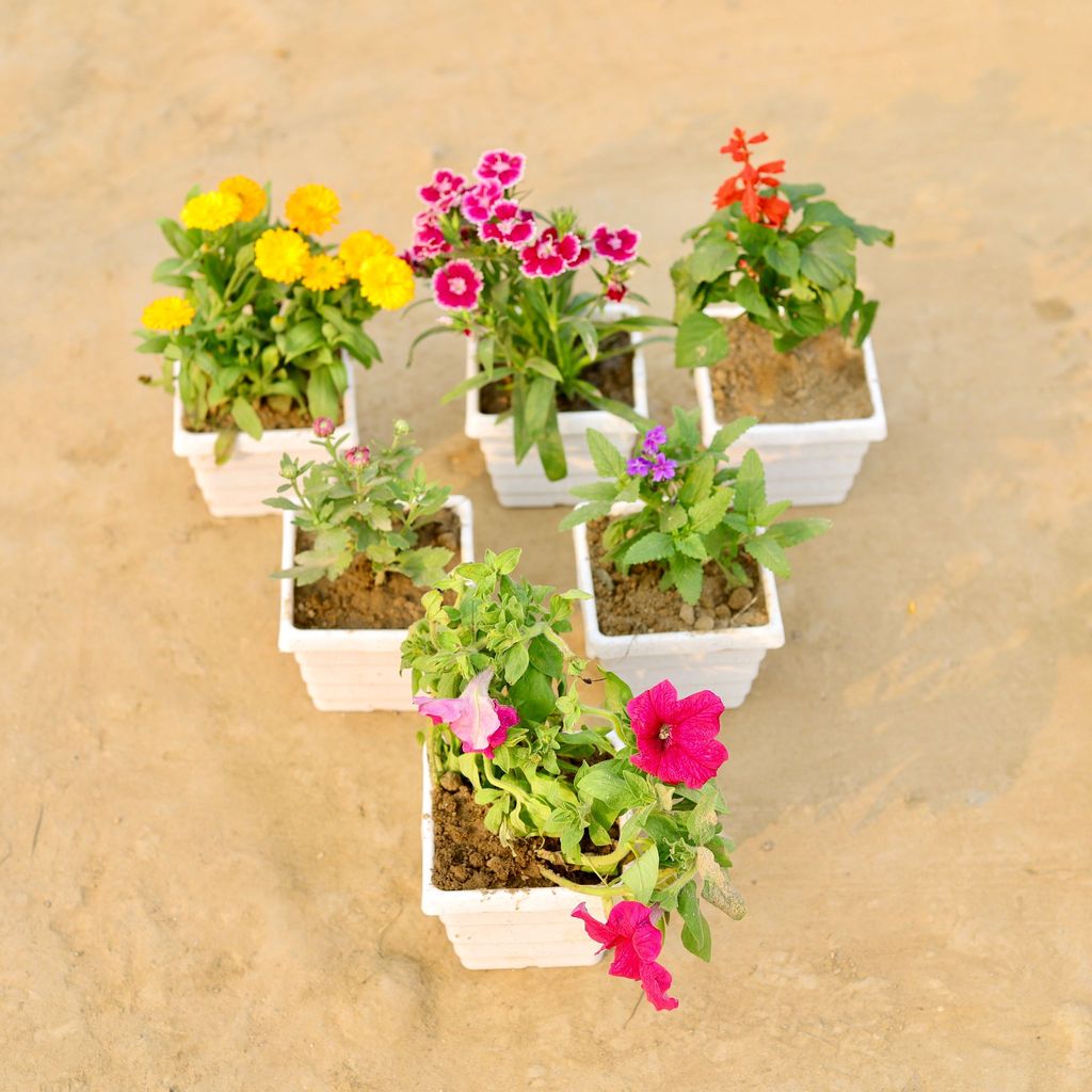 Buy Set Of 6 - Calendula, Salvia, Dianthus, Petunia, Alyssum & Gazania (Any Colour) in 4 Inch White Marble Premium Orchid Square Plastic Pot Online | Urvann.com Winter Flower Steal - Set Of 6 - Calendula, Salvia, Dianthus, Petunia, Alyssum & Gazania (Any Colour) in 4 Inch White Marble Premium Orchid Square Plastic Pot