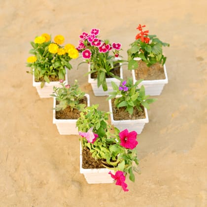 Buy Set Of 6 - Calendula, Salvia, Dianthus, Petunia, Alyssum & Gazania (Any Colour) in 4 Inch White Marble Premium Orchid Square Plastic Pot Online | Urvann.com