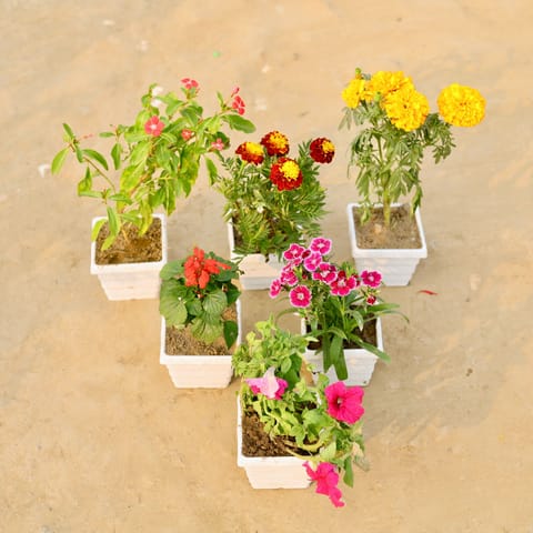 Set Of 6 - Periwinkle, Marigold Jafri, Marigold, Salvia, Verbena & Petunia (Any Colour) in 4 Inch White Marble Premium Orchid Square Plastic Pot