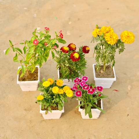 Set Of 5 - Periwinkle, Marigold Jafri, Marigold, Verbena & Calendula (Any Colour) in 4 Inch White Marble Premium Orchid Square Plastic Pot