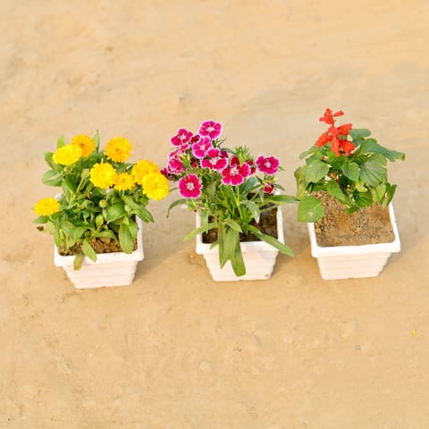 Set Of 3 - Calendula, Dianthus & Salvia (Any Colour) in 4 Inch White Marble Premium Orchid Square Plastic Pot