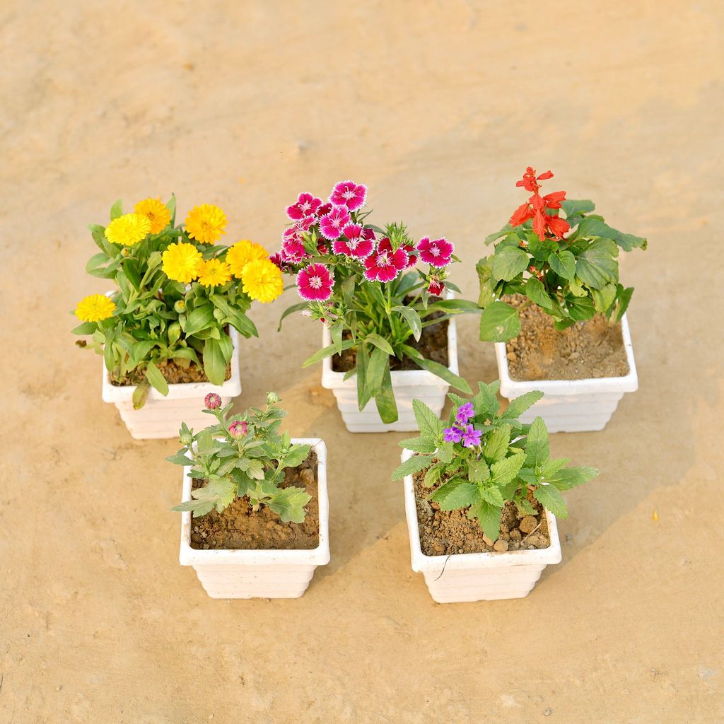 Buy Set Of 5 - Dianthus, Verbena, Salvia, Calendula & Chrysanthemum (Any Colour) in 4 Inch White Marble Premium Orchid Square Plastic Pot Online | Urvann.com Set Of 5 - Dianthus, Verbena, Salvia, Calendula & Chrysanthemum (Any Colour) in 4 Inch White Marble Premium Orchid Square Plastic Pot