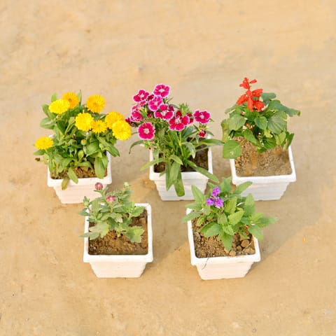 Set Of 5 - Dianthus, Verbena, Salvia, Calendula & Chrysanthemum (Any Colour) in 4 Inch White Marble Premium Orchid Square Plastic Pot