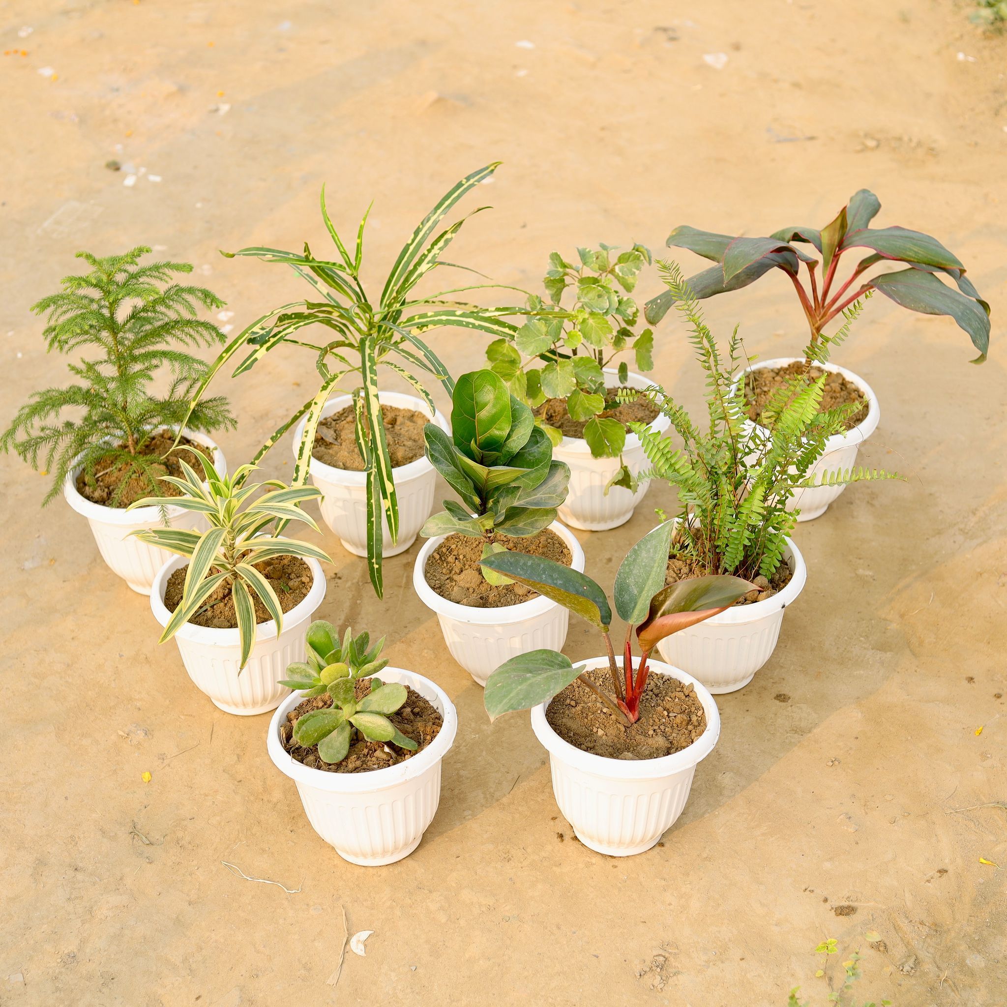 Set Of 9 - Song Of India, Araucaria, Fiddle Leaf, Chironji Croton, Aralia Green, Crasulla, Philodendron Red, Fern Green & Dracaena Victoria (Any Colour) in 8 Inch White Olive Plastic Pot