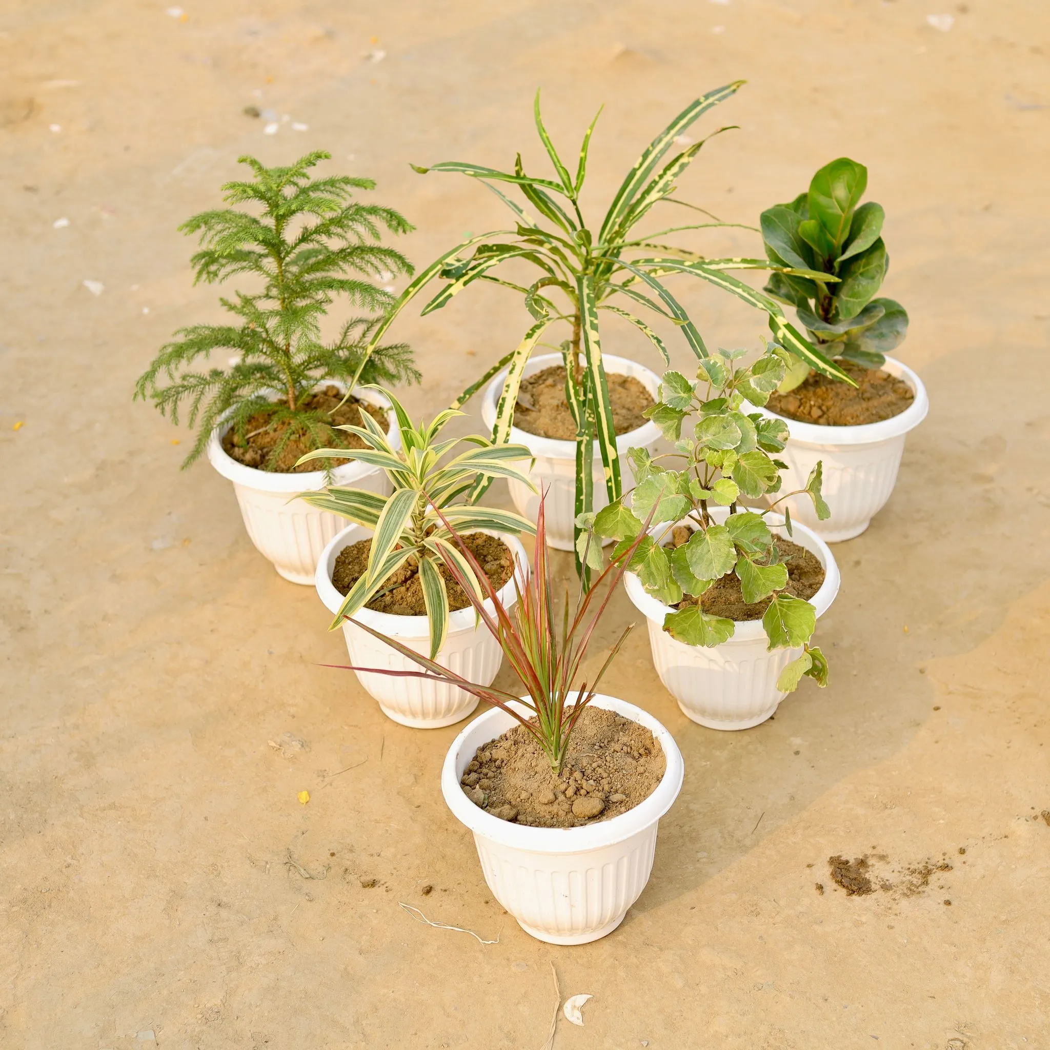 Set Of 6 - Araucaria, Chironji Croton, Fiddle Leaf, Song Of India, Aralia Green & Dracaena Colorama Red (Any Colour) in 8 Inch White Olive Plastic Pot