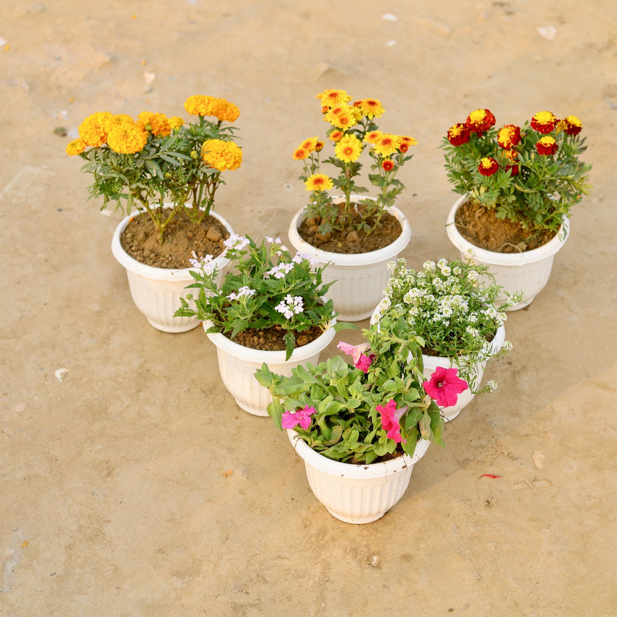 Set Of 6 - Marigold, Marigold Jafri, Chrysanthemum, Verbena, Alyssum & Petunia (Any Colour) in 8 Inch White Olive Plastic Pot