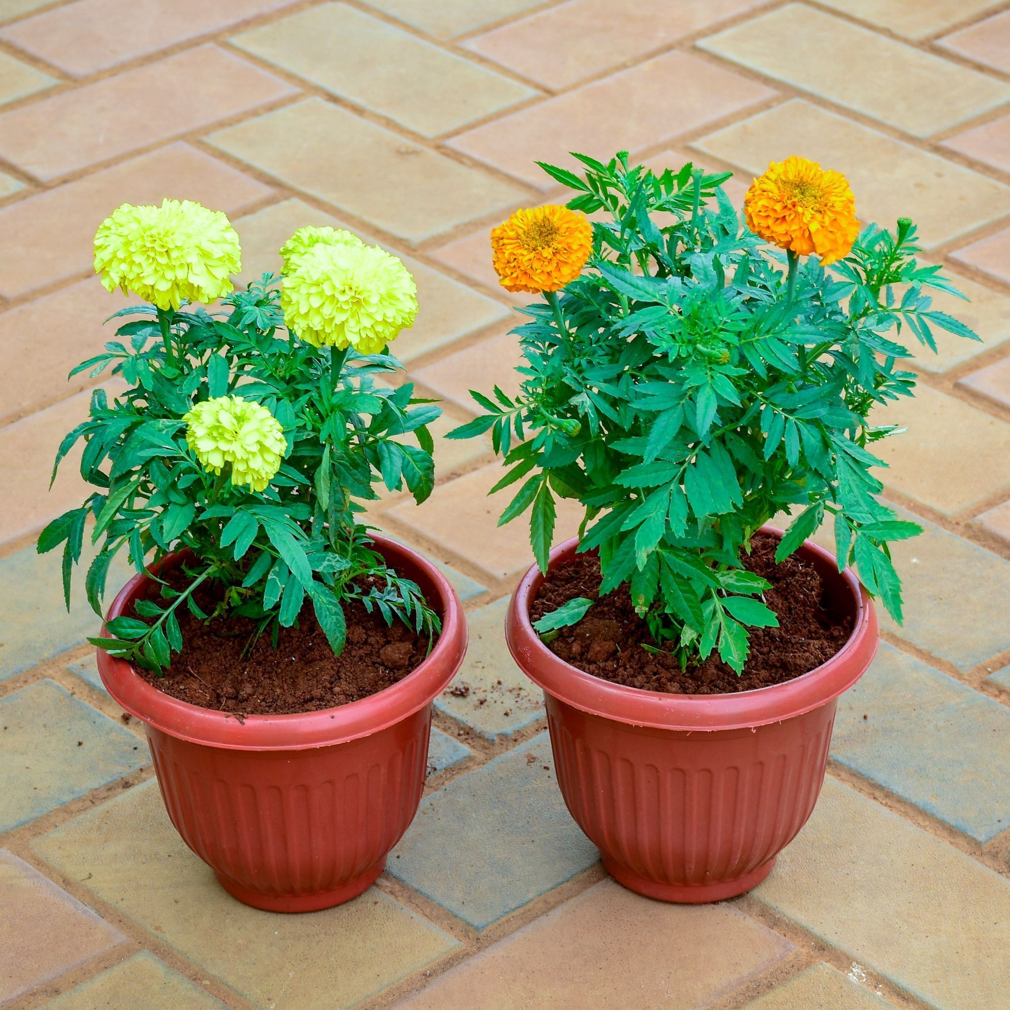 Set of 2  -  Marigold / Genda (Yellow & Orange) in 8 Inch Terracotta Red Olive Plastic Pot