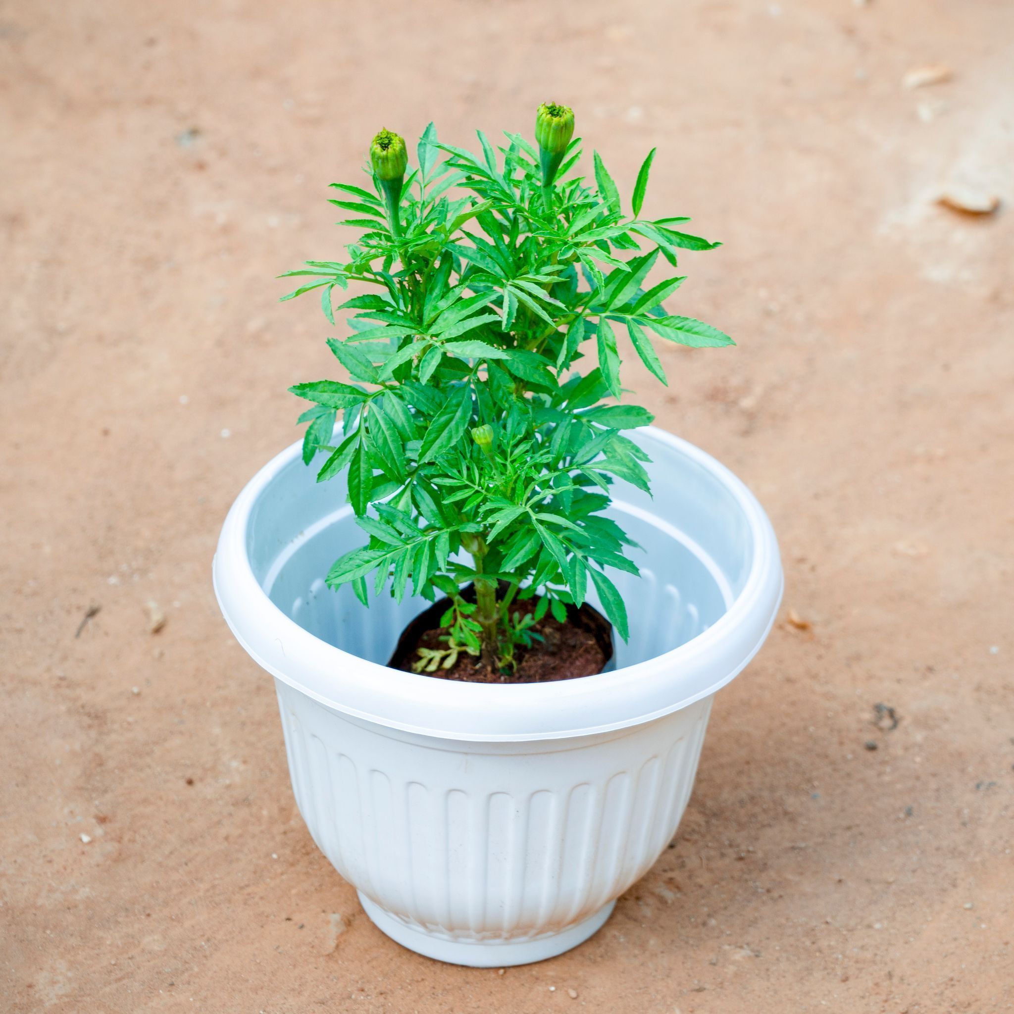 Marigold / Genda (Any Colour) in 6 inch White Premium Orchid Round Plastic Pot