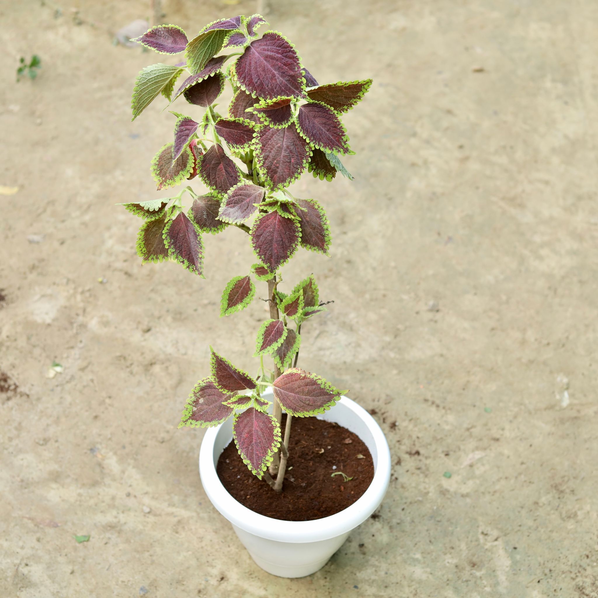 Coleus Purple (Any design) in 10 Inch White Classy Plastic Pot