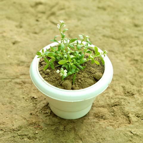 Alyssum (Any Colour) in 8 Inch White Classy Plastic Pot