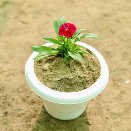 Buy Dianthus (Any Colour) in 8 Inch White Classy Plastic Pot Online | Urvann.com