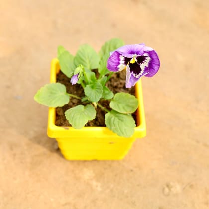 Buy Pansy (Any Colour) in 4 Inch Yellow Premium Orchid Square Plastic Pot Online | Urvann.com