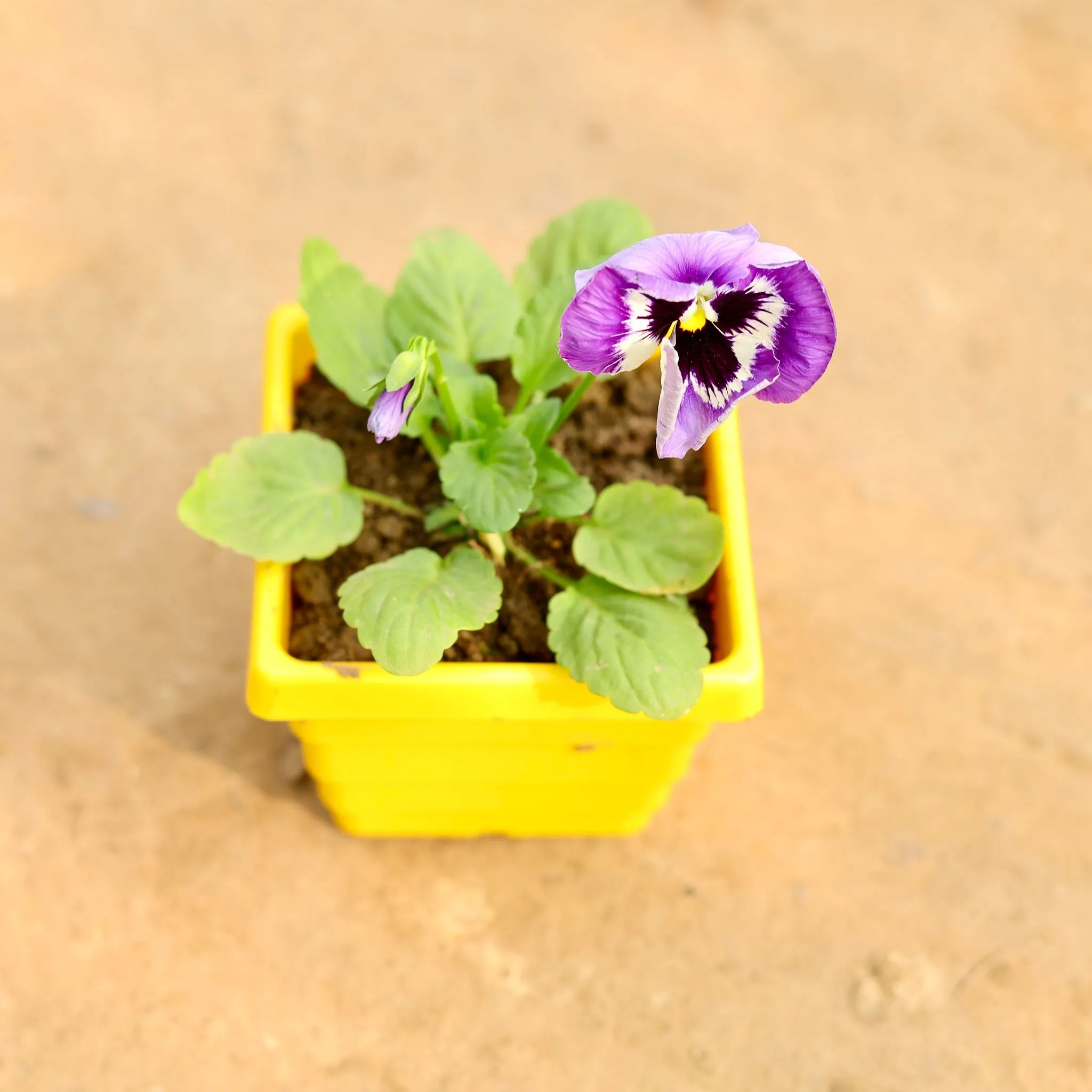 Pansy (Any Colour) in 4 Inch Yellow Premium Orchid Square Plastic Pot