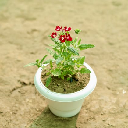 Buy Verbena (Any Colour) in 8 Inch White Classy Plastic Pot Online | Urvann.com