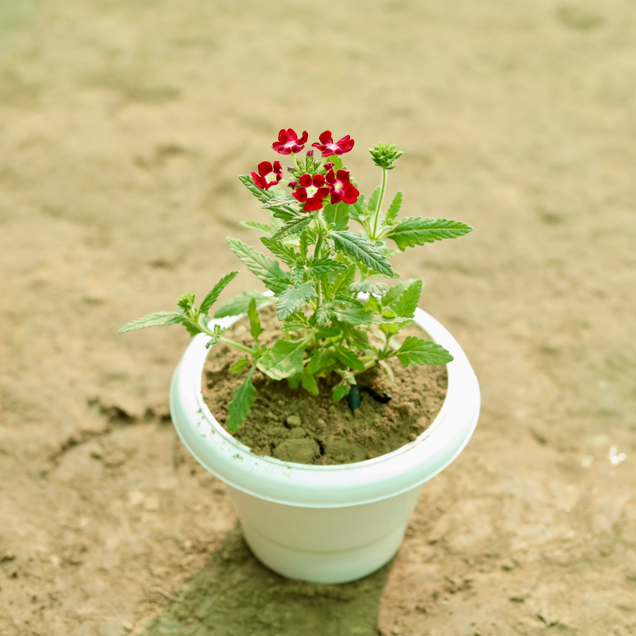 Verbena (Any Colour) in 8 Inch White Classy Plastic Pot
