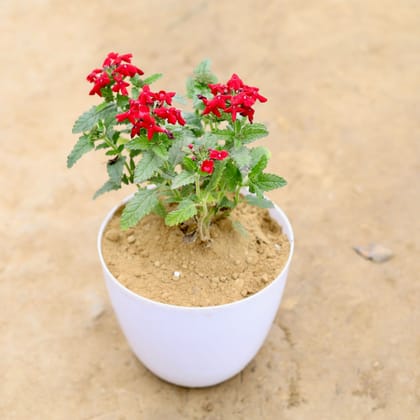 Buy Verbena (any colour) in 6 Inch White Premium Orchid Round Plastic Pot Online | Urvann.com