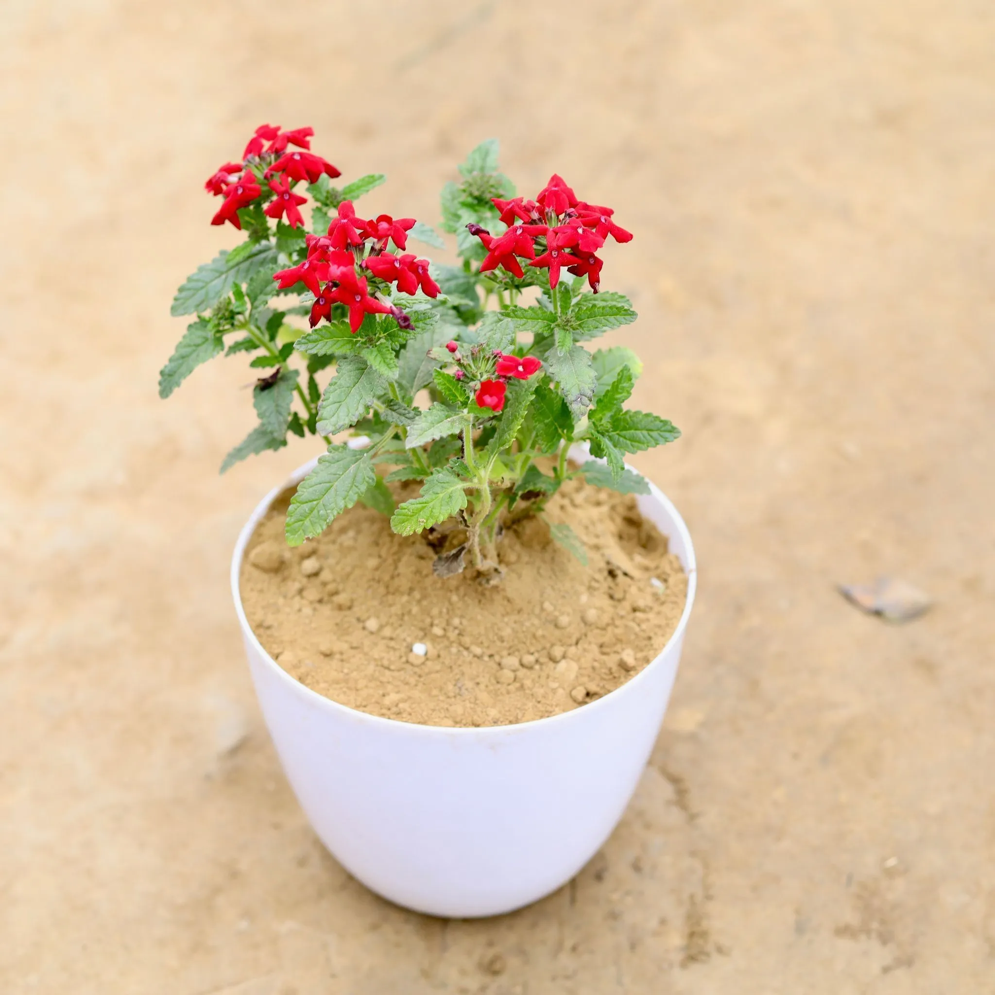 Verbena (any colour) in 6 Inch White Premium Orchid Round Plastic Pot