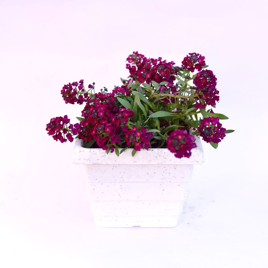 Buy Alyssum Purple in 4 Inch White Marble Premium Orchid Square Plastic Pot Online | Urvann.com Alyssum Purple in 4 Inch White Marble Premium Orchid Square Plastic Pot