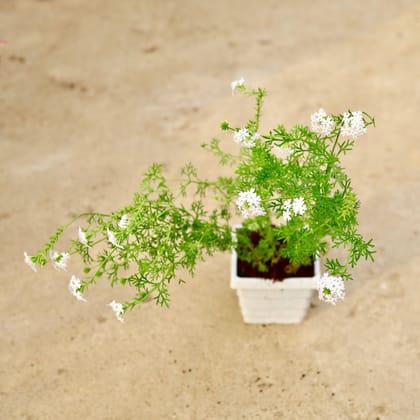 Buy Verbena White in 4 Inch White Marble Premium Orchid Square Plastic Pot Online | Urvann.com