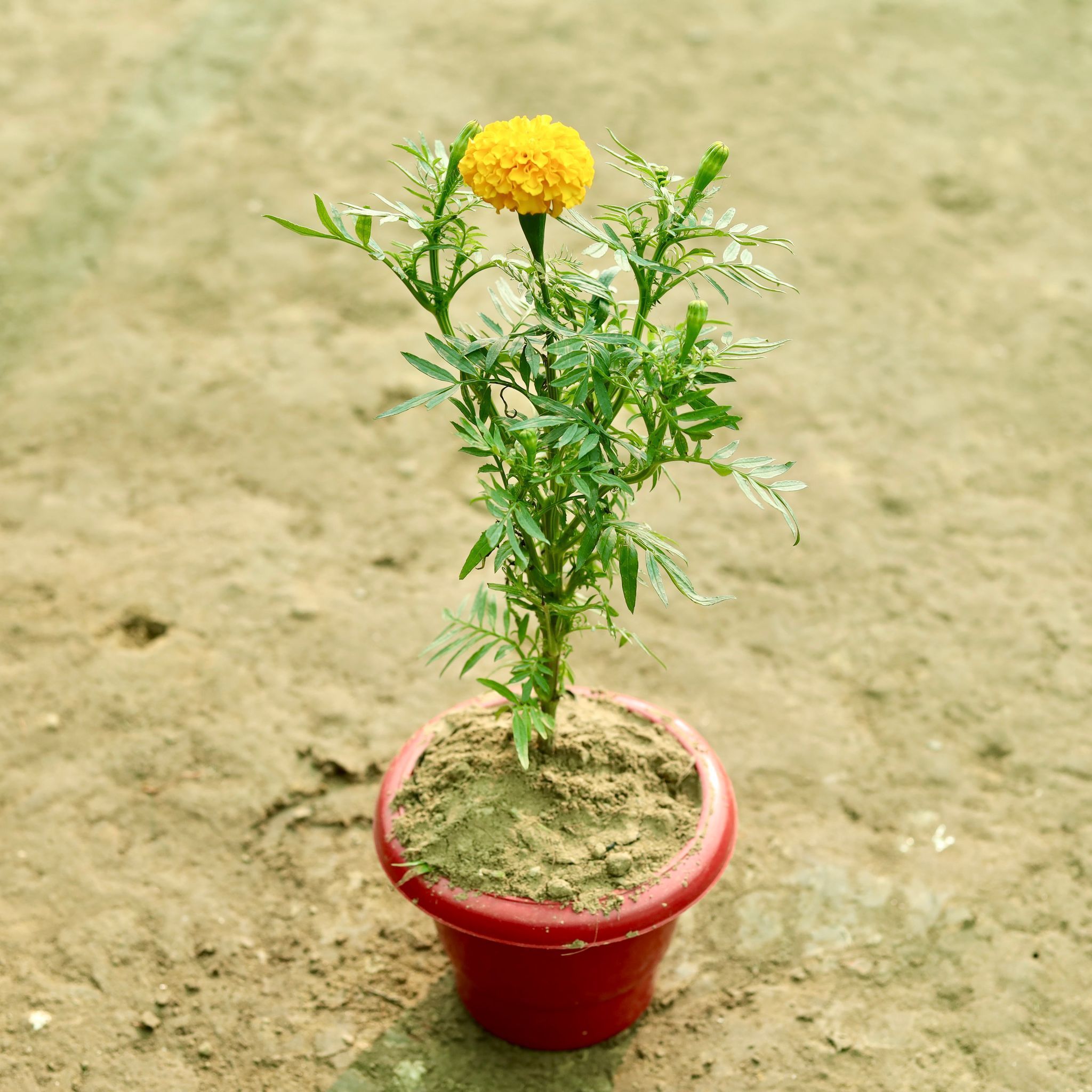 Marigold / Genda (Any Colour) in 8 Inch Terracotta Red Classy Plastic Pot