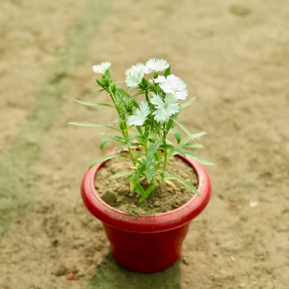 Buy Dianthus (Any Colour) in 8 Inch Terracotta Red Classy Plastic Pot Online | Urvann.com