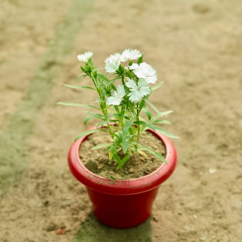 Dianthus (Any Colour) in 8 Inch Terracotta Red Classy Plastic Pot