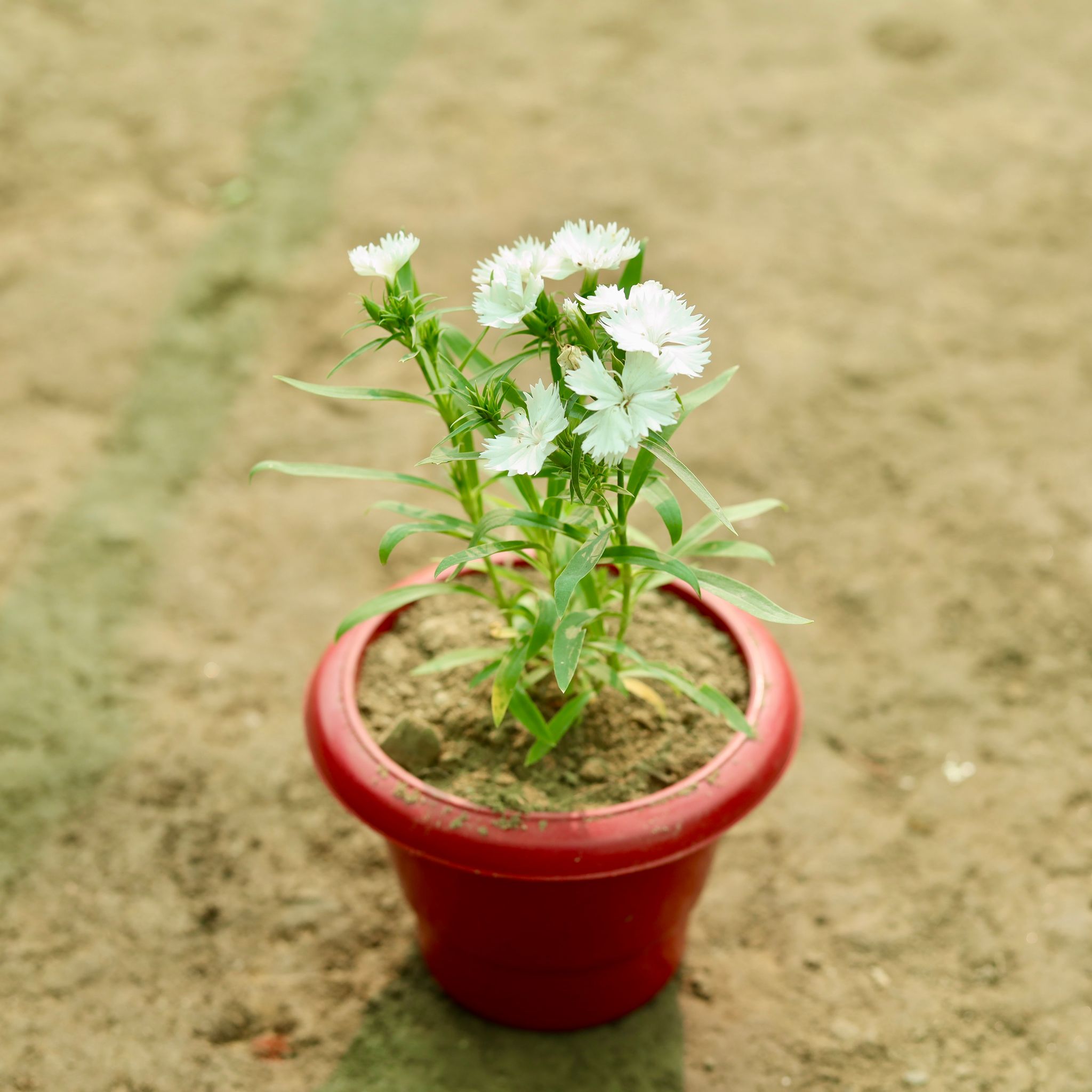 Dianthus (Any Colour) in 8 Inch Terracotta Red Classy Plastic Pot
