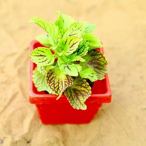 Coleus (Any Colour) (Any Design) in 4 Inch Red Premium Orchid Square Plastic Pot