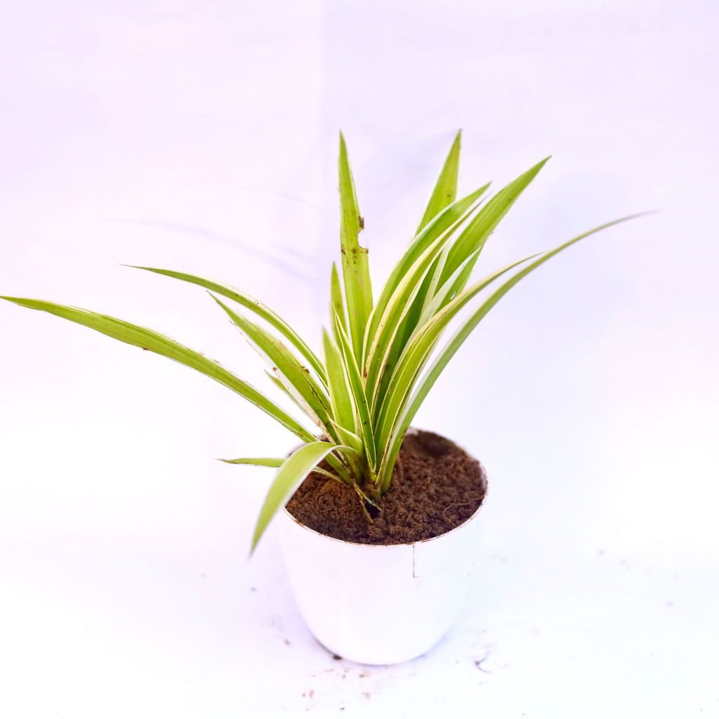 Buy Spider in 6 Inch White Premium Orchid Round Plastic Pot Online | Urvann.com Spider in 4 Inch White Premium Orchid Round Plastic Pot