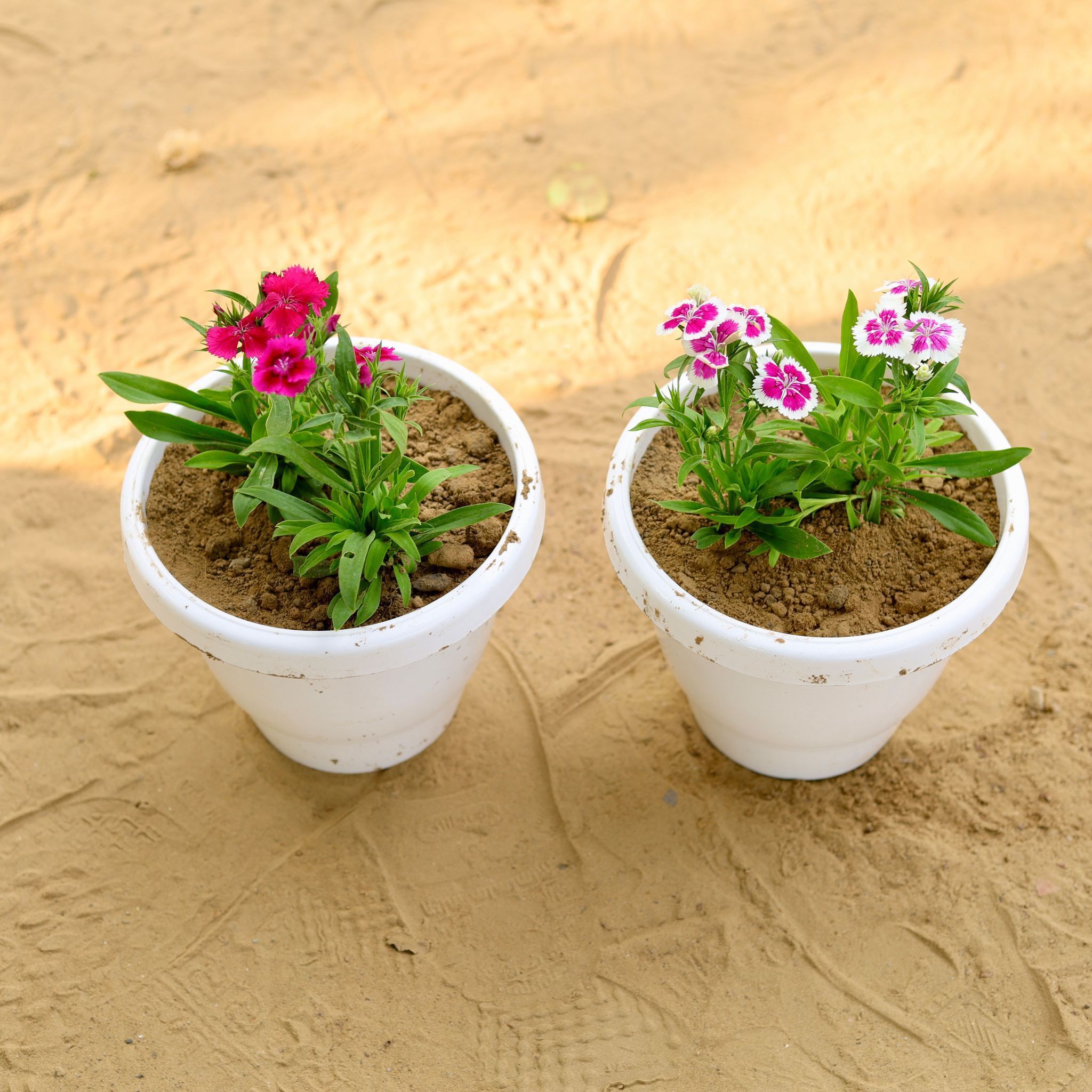 Set of 2 -  Dianthus (any colour) in 8 Inch White Classy Plastic Pot