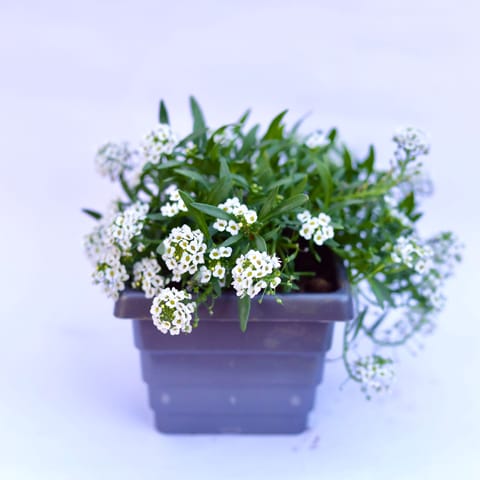 Alyssum White in 6 Inch Grey Premium Orchid Square Plastic Pot