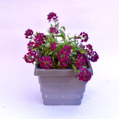 Alyssum Purple in 6 Inch Grey Premium Orchid Square Plastic Pot