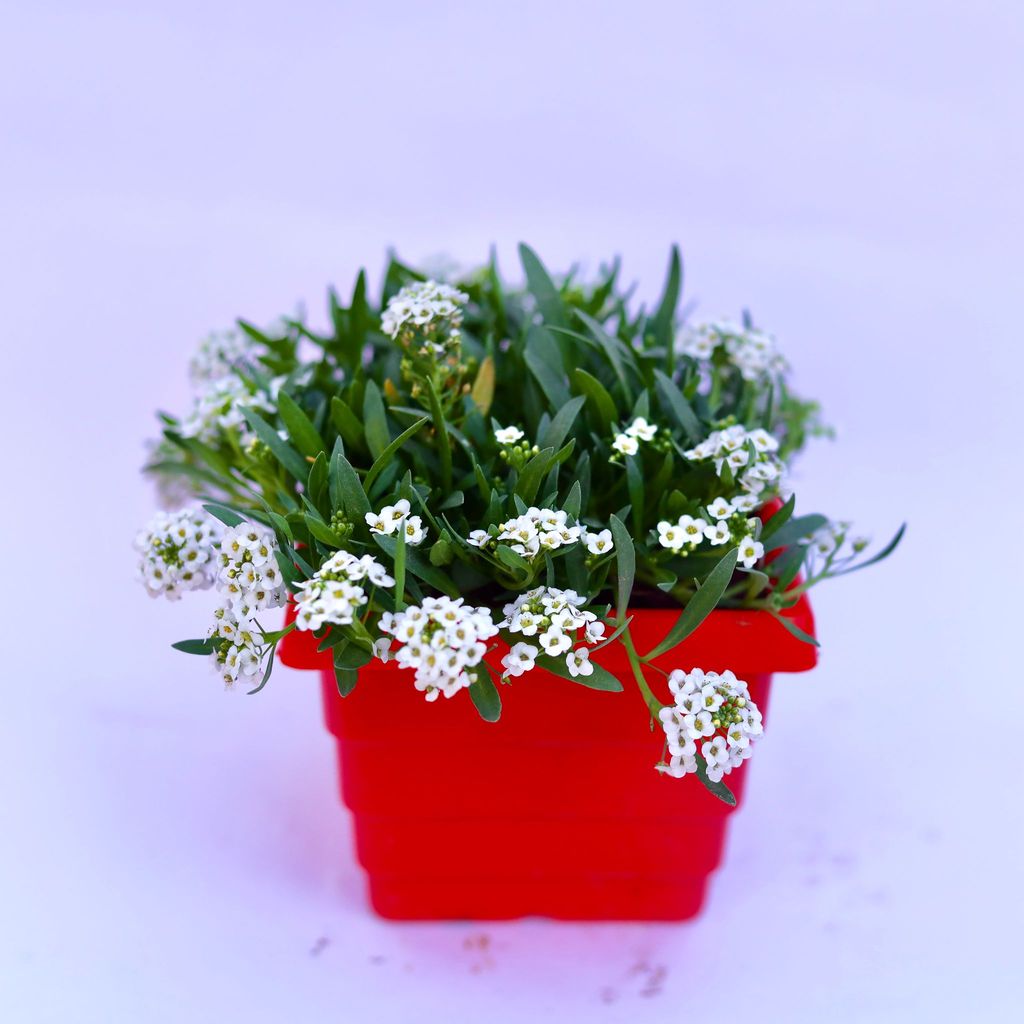 Buy Alyssum White in 6 Inch Red Premium Orchid Square Plastic Pot Online | Urvann.com Alyssum White in 6 Inch Red Premium Orchid Square Plastic Pot