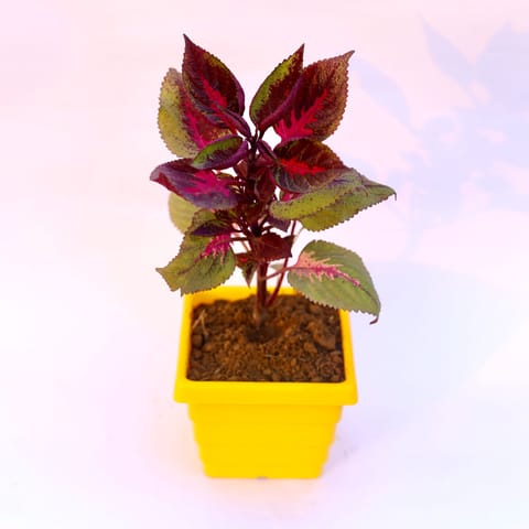 Coleus Red (any design) in 6 Inch Yellow Premium Orchid Square Plastic Pot