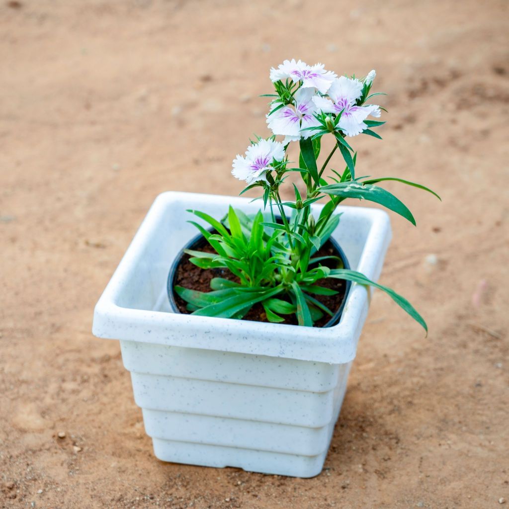 Buy Dianthus (Any Colour) in 6 Inch White Marble Premium Orchid Square Plastic Pot Online | Urvann.com Dianthus (Any Colour) in 6 Inch White Marble Premium Orchid Square Plastic Pot