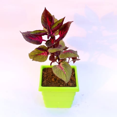 Coleus Red (any design) in 6 Inch Green Premium Orchid Square Plastic Pot
