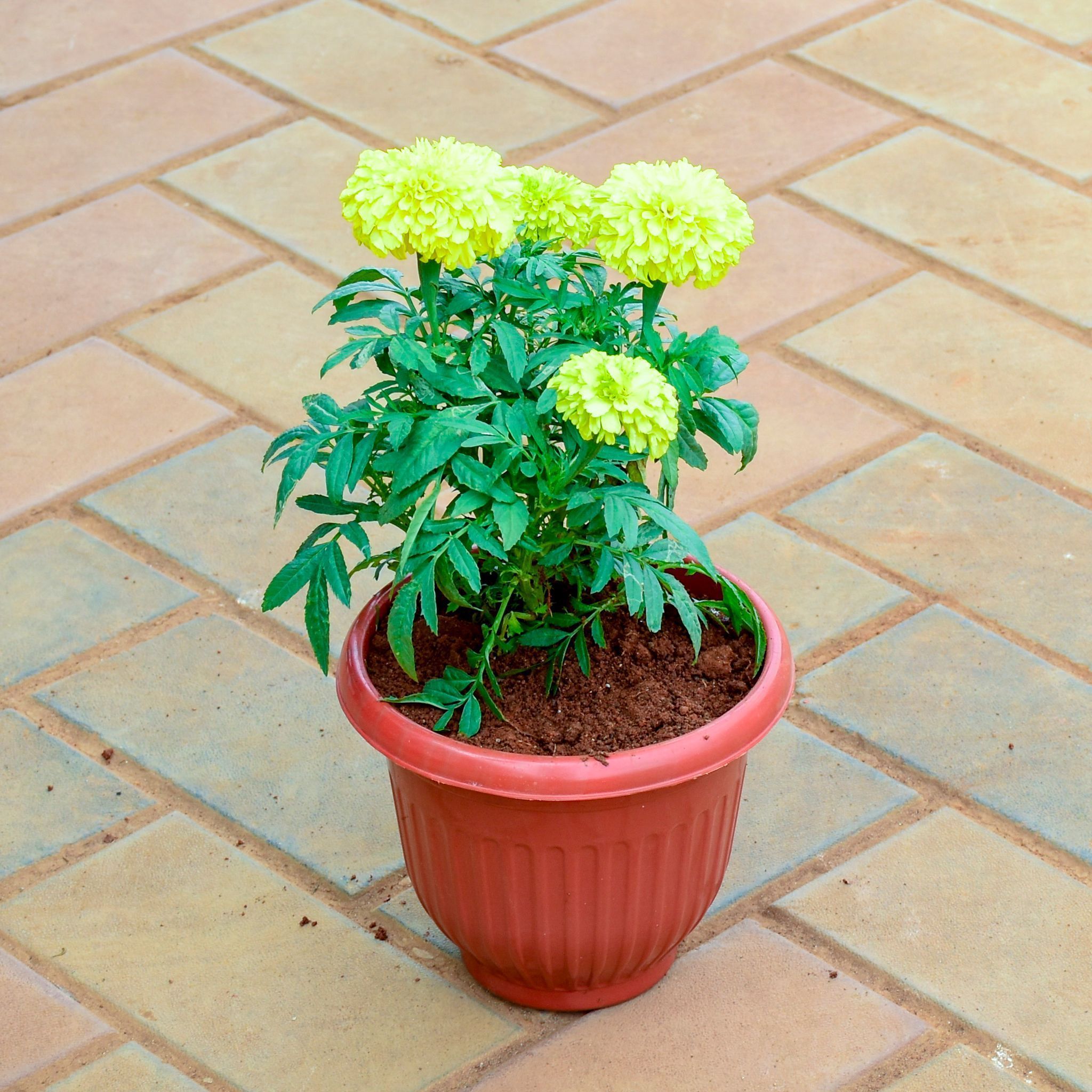 Marigold / Genda Yellow in 8 Inch Terracotta Red Olive Plastic Pot